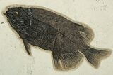 Foot Green River Fossil Fish Mural With Priscacara & Phareodus #224600-1